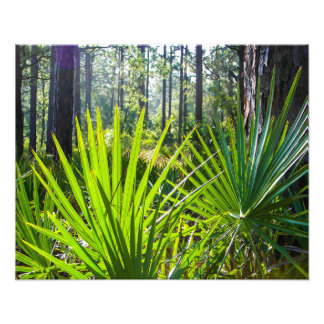 Saw Palmetto-fronden met achtergrondverlichting Foto Afdruk