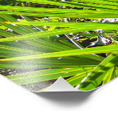 Saw Palmetto-fronden met achtergrondverlichting Foto Afdruk (Hoek)