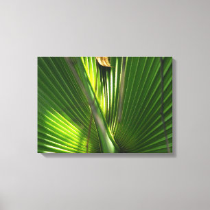 Saw Palmetto Photo Closeup Canvas Afdruk