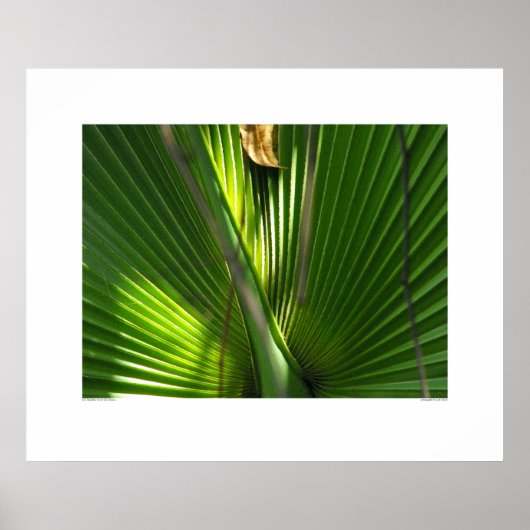 Saw Palmetto Photo Closeup Poster (Voorkant)