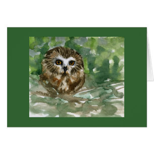 "Saw Whet Owl"