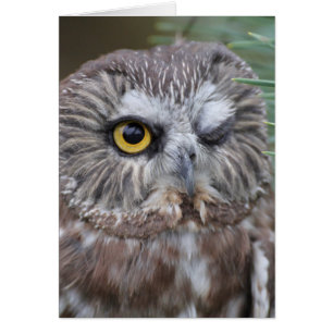 Saw-whet Owl