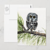 Saw Whet Owl Briefkaart (Voorkant / Achterkant)