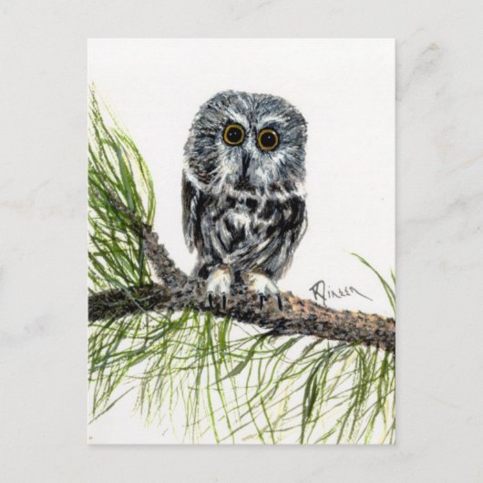 Saw Whet Owl Briefkaart (Voorkant)