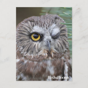 Saw-whet Owl Briefkaart