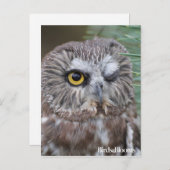 Saw-whet Owl Briefkaart (Voorkant / Achterkant)