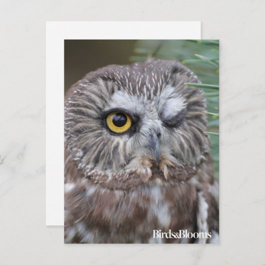 Saw-whet Owl Briefkaart (Voorkant / Achterkant)