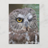 Saw-whet Owl Briefkaart (Voorkant)