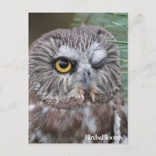 Saw-whet Owl Briefkaart (Voorkant)