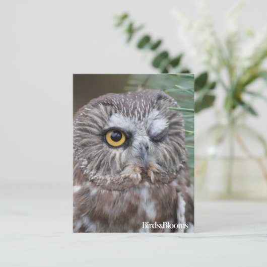 Saw-whet Owl Briefkaart (Staand voorkant)