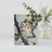 Saw-Whet Owl Briefkaart (Staand voorkant)