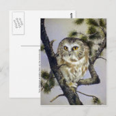 Saw-Whet Owl Briefkaart (Voorkant / Achterkant)