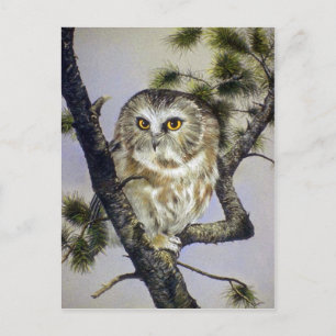 Saw-Whet Owl Briefkaart