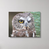 Saw-whet Owl Canvas Afdruk (Voorkant)