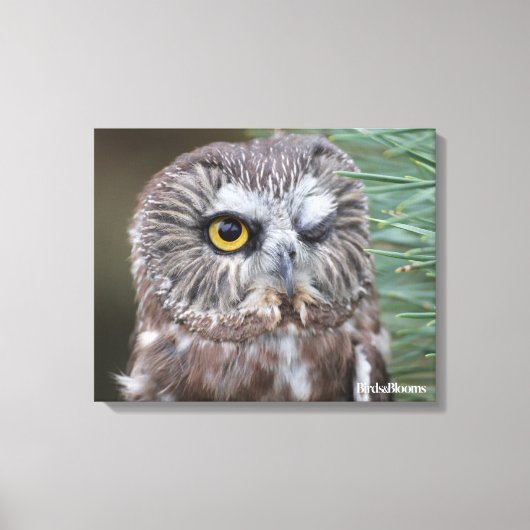 Saw-whet Owl Canvas Afdruk (Voorkant)