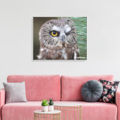 Saw-whet Owl Canvas Afdruk (Insitu (Woonkamer))