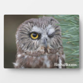 Saw-whet Owl Fotoplaat (voorkant)