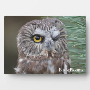 Saw-whet Owl Fotoplaat