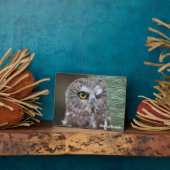 Saw-whet Owl Fotoplaat (Zijkant)