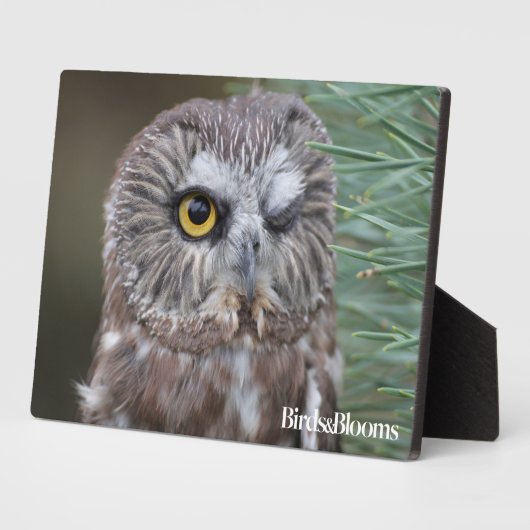 Saw-whet Owl Fotoplaat (Zijkant)