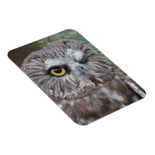 Saw-whet Owl Magneet (Rechterzijde)