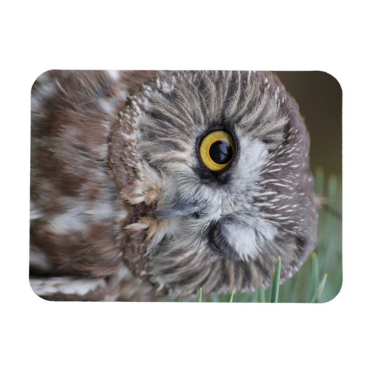 Saw-whet Owl Magneet (Horizontaal)