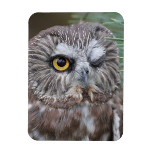 Saw-whet Owl Magneet