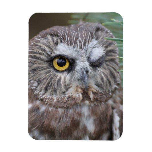Saw-whet Owl Magneet (Verticaal)