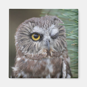 Saw-whet Owl Magneet