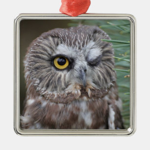 Saw-whet Owl Metalen Ornament