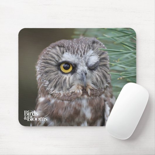 Saw-whet Owl Muismat (Met muis)