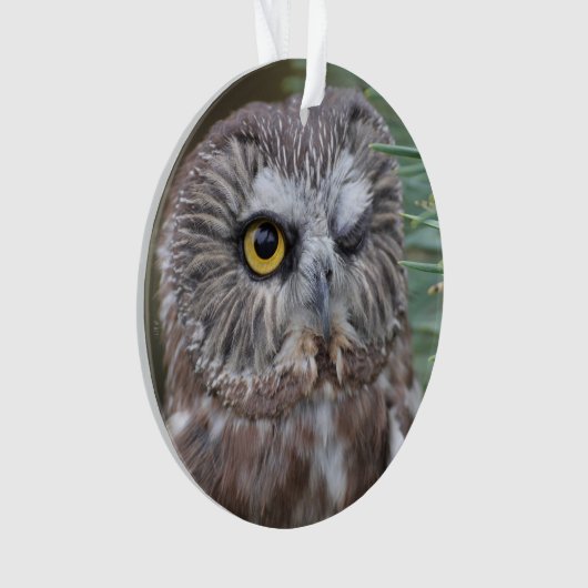 Saw-whet Owl Ornament (voorkant)