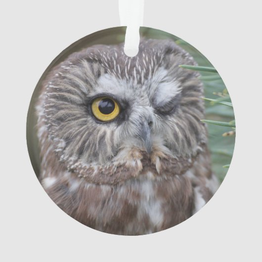 Saw-whet Owl Ornament (achterkant)