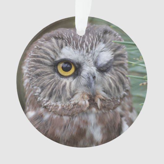 Saw-whet Owl Ornament (voorkant)