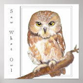 Saw Whet Owl Poster (Voorkant)