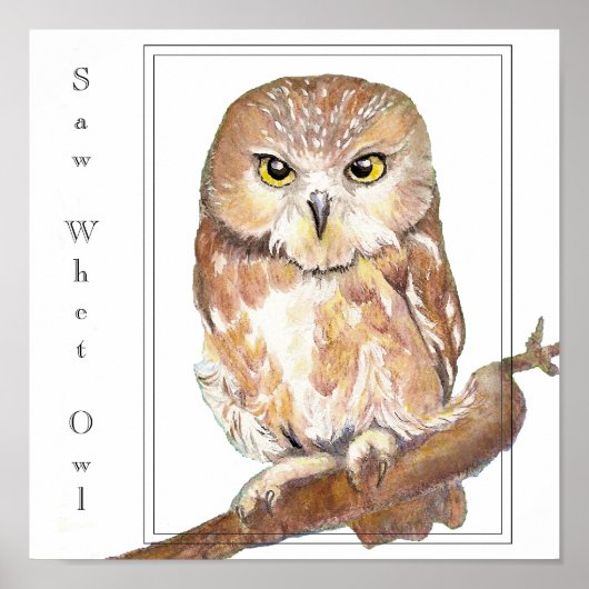 Saw Whet Owl Poster (Voorkant)