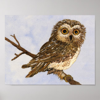 Saw-Whet Owl Poster