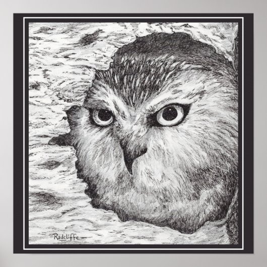 Saw-Whet Owl Poster (Voorkant)