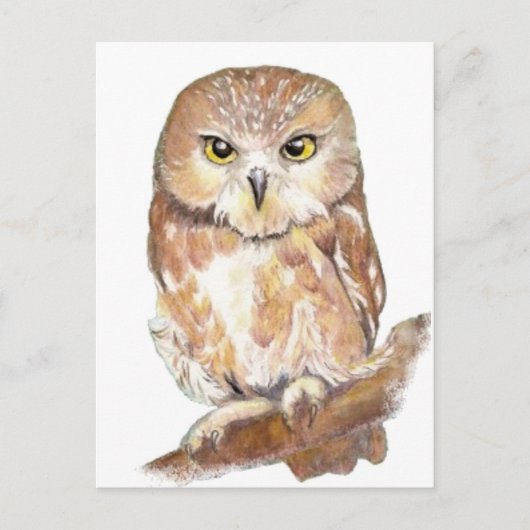 Saw Whet Owl, Waterverf Bird Collectie Briefkaart (Voorkant)