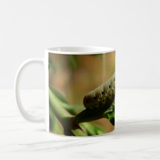 Sawfly Larvae Bug Mok (Links)