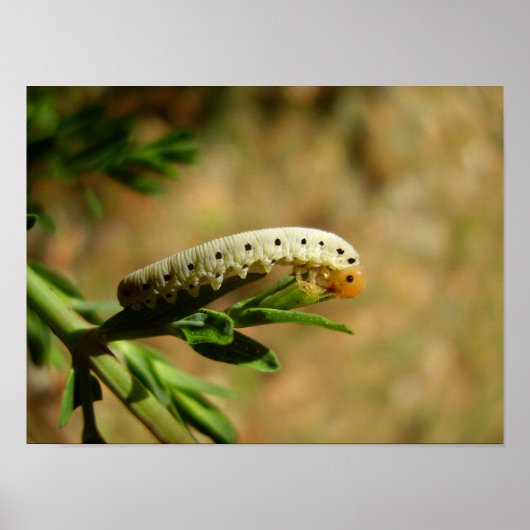 Sawfly Larvae Poster (Voorkant)