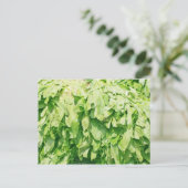 Sawtooth Coriander - Eryngium foetidum achtergrond Briefkaart (Staand voorkant)