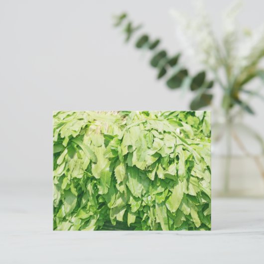 Sawtooth Coriander - Eryngium foetidum achtergrond Briefkaart (Staand voorkant)