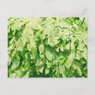 Sawtooth Coriander - Eryngium foetidum achtergrond Briefkaart