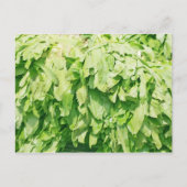 Sawtooth Coriander - Eryngium foetidum achtergrond Briefkaart (Voorkant)