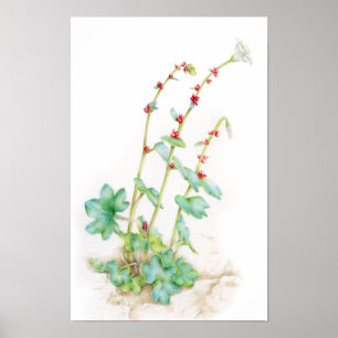 Saxifraga cernua alpiene plant watercolor kunst poster