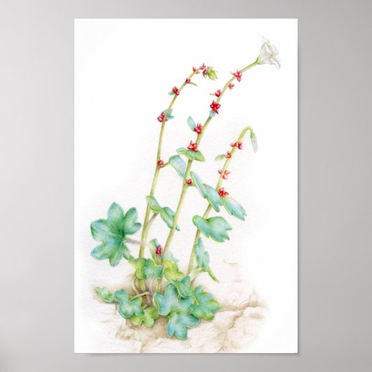 Saxifraga cernua alpine plant waterverf kunst poster (Voorkant)