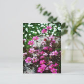 Saxifraga Highlander 2 Briefkaart (Staand voorkant)