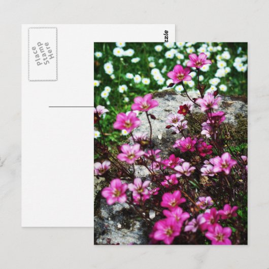 Saxifraga Highlander 2 Briefkaart (Voorkant / Achterkant)