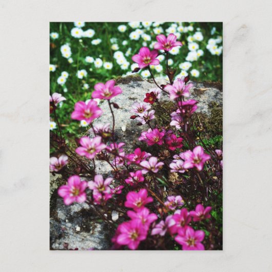 Saxifraga Highlander 2 Briefkaart (Voorkant)
